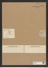Coscinodiscus rothii (Ehr.) Grun. (de-Toni-Nr.: Genus 202, Species 4950) Zeichnungen Sammlung Grunow Nr. 8541 (NHMW-BOT-W0378175)